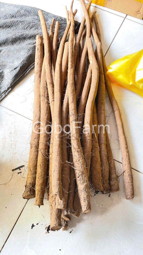 Ngưu Bàng Dược Điển: Tiêu Chuẩn Chất Lượng Và Ứng Dụng Trong Y Học Chính Thống 2 nguu-bang-duoc-dien-2