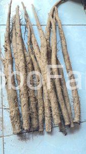 saponin-trong-nguu-bang