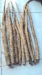 saponin-trong-nguu-bang