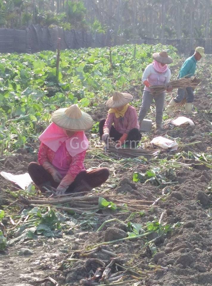 Ngưu Bàng Khô 8 Thu hoạch ngưu bàng