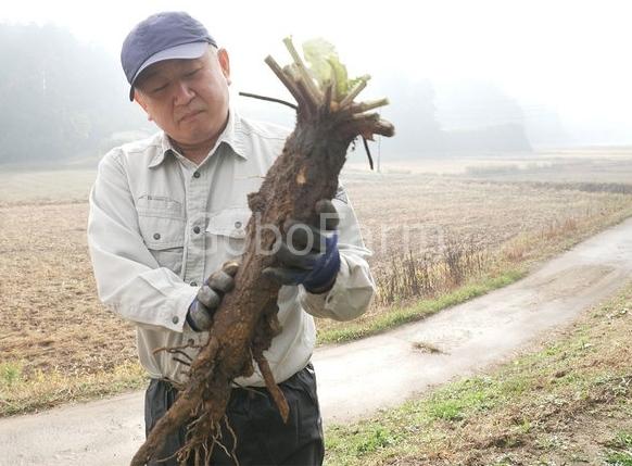 Củ Ngưu Bàng (Gobo - ごぼう): Góc Nhìn Sâu Sắc Về Quan Niệm Truyền Thống Của Người Nhật 2 cu gobo Nhat 2