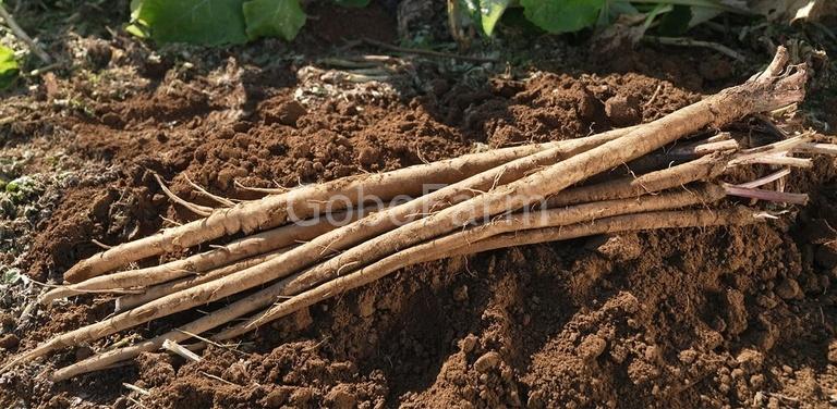 Củ Ngưu Bàng (Gobo - ごぼう): Góc Nhìn Sâu Sắc Về Quan Niệm Truyền Thống Của Người Nhật 1 Củ gobo Nhật