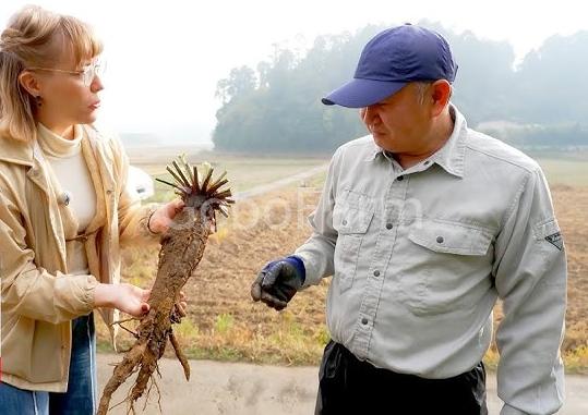 Củ Ngưu Bàng (Gobo - ごぼう): Góc Nhìn Sâu Sắc Về Quan Niệm Truyền Thống Của Người Nhật 3 cu gobo Nhat