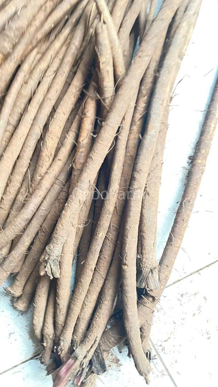 Ngưu Bàng Kỵ Với Gì? Những Lưu Ý Quan Trọng Cần Biết Để Sử Dụng An Toàn 4 Rễ ngưu bàng tươi kỵ gì