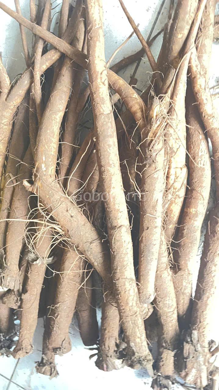 Ngưu Bàng Kỵ Với Gì? Những Lưu Ý Quan Trọng Cần Biết Để Sử Dụng An Toàn 2 Ngưu bàng căn(rễ cây ngưu bàng) kỵ với gì